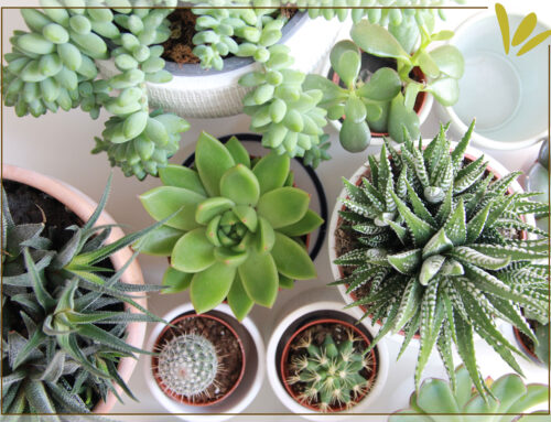 Ets de cactus o de flors?