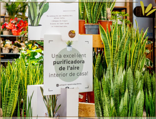 Plantes d’interior purificadores d’aire