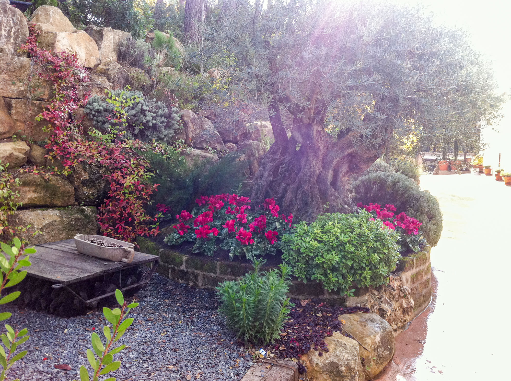 paisatgisme-paisajismo-jardineria-barcelona-igualada-vilafranca-penedes-capellades-catalunya-cal-tino-garden-jardi-caves-torello