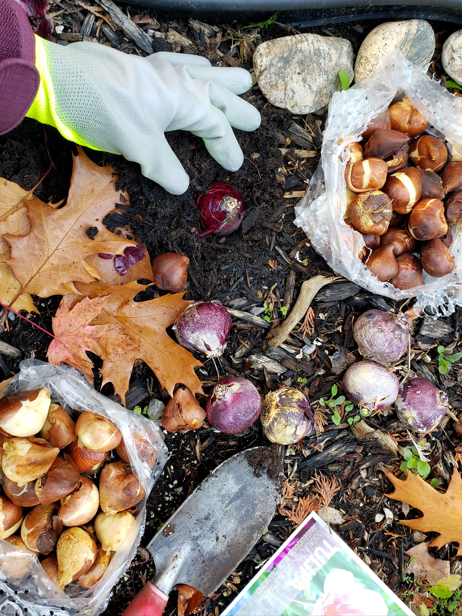 paisatgisme-paisajismo-jardineria-barcelona-igualada-vilafranca-penedes-capellades-cal-tino-garden-bulbs