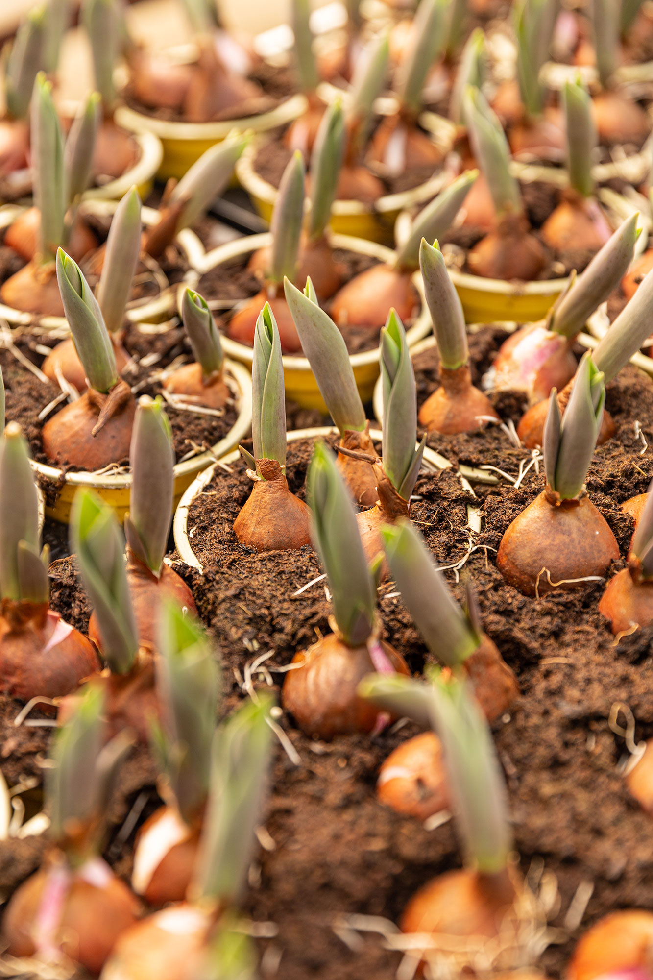 paisatgisme-paisajismo-jardineria-barcelona-igualada-vilafranca-penedes-capellades-cal-tino-garden-bulbs
