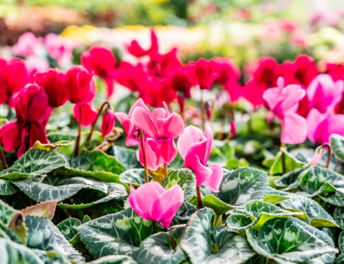 Com transformar el teu jardí el 2025