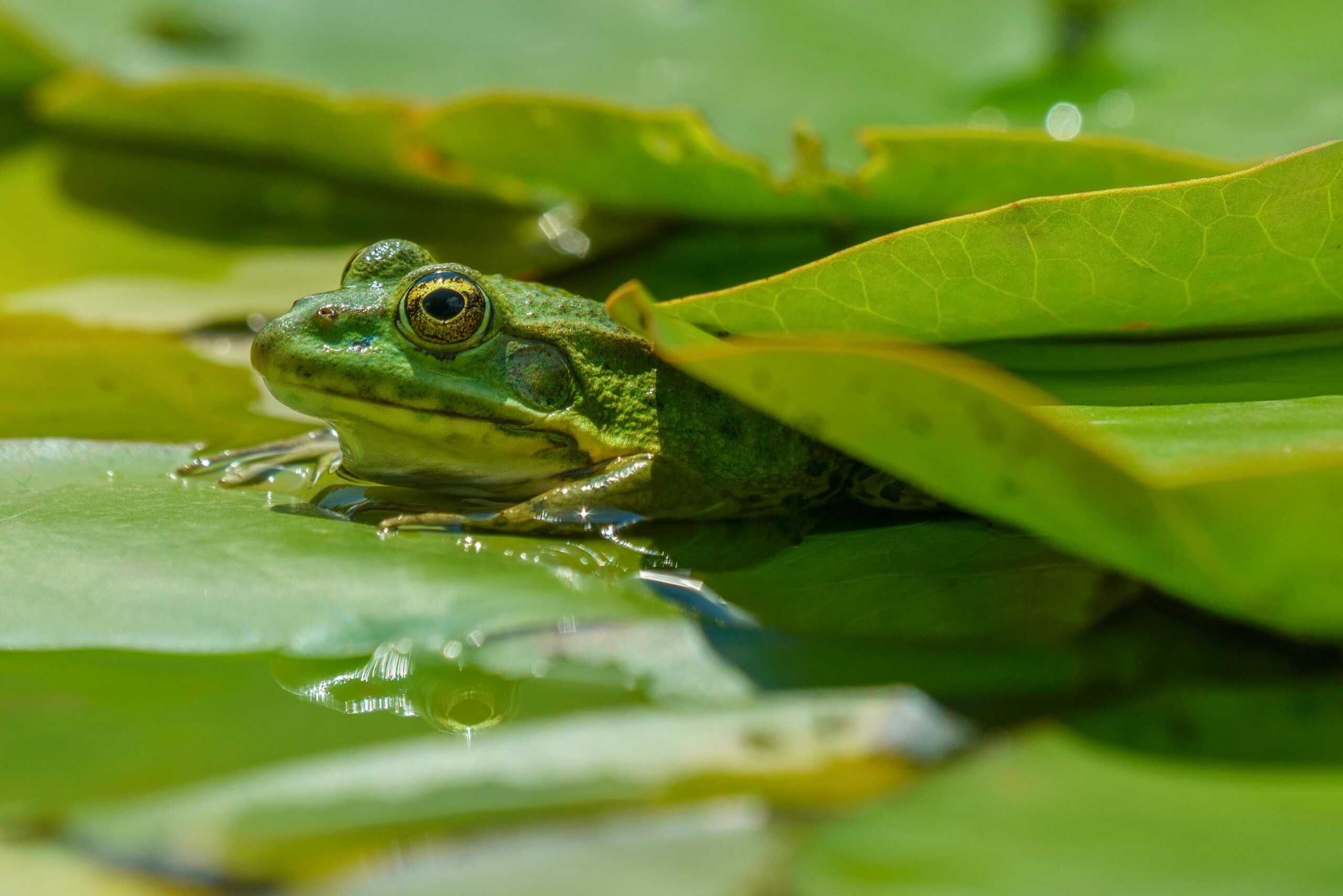pexels-photo-32289251-32289251 A vivid close-up of a green frog resting on a lily pad in a pond, surrounded by vibrant leaves.