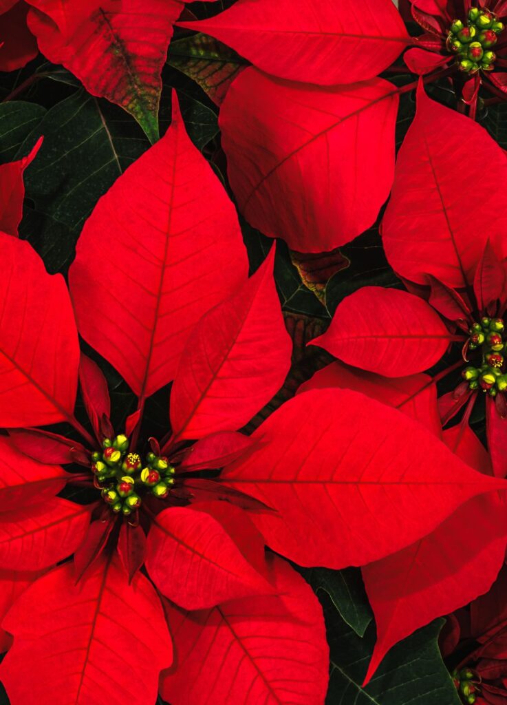 florpascua Flor de pascua de navidad cal tino barcelona