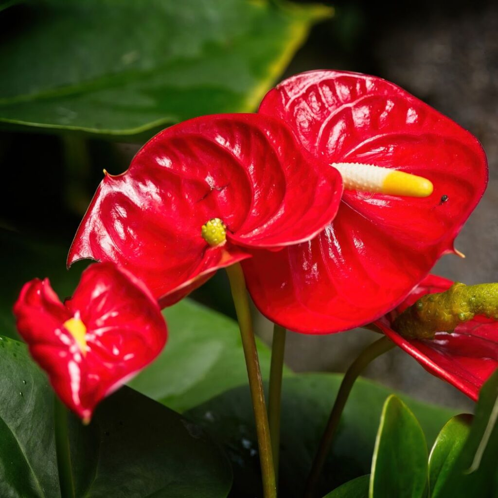 Anthurium