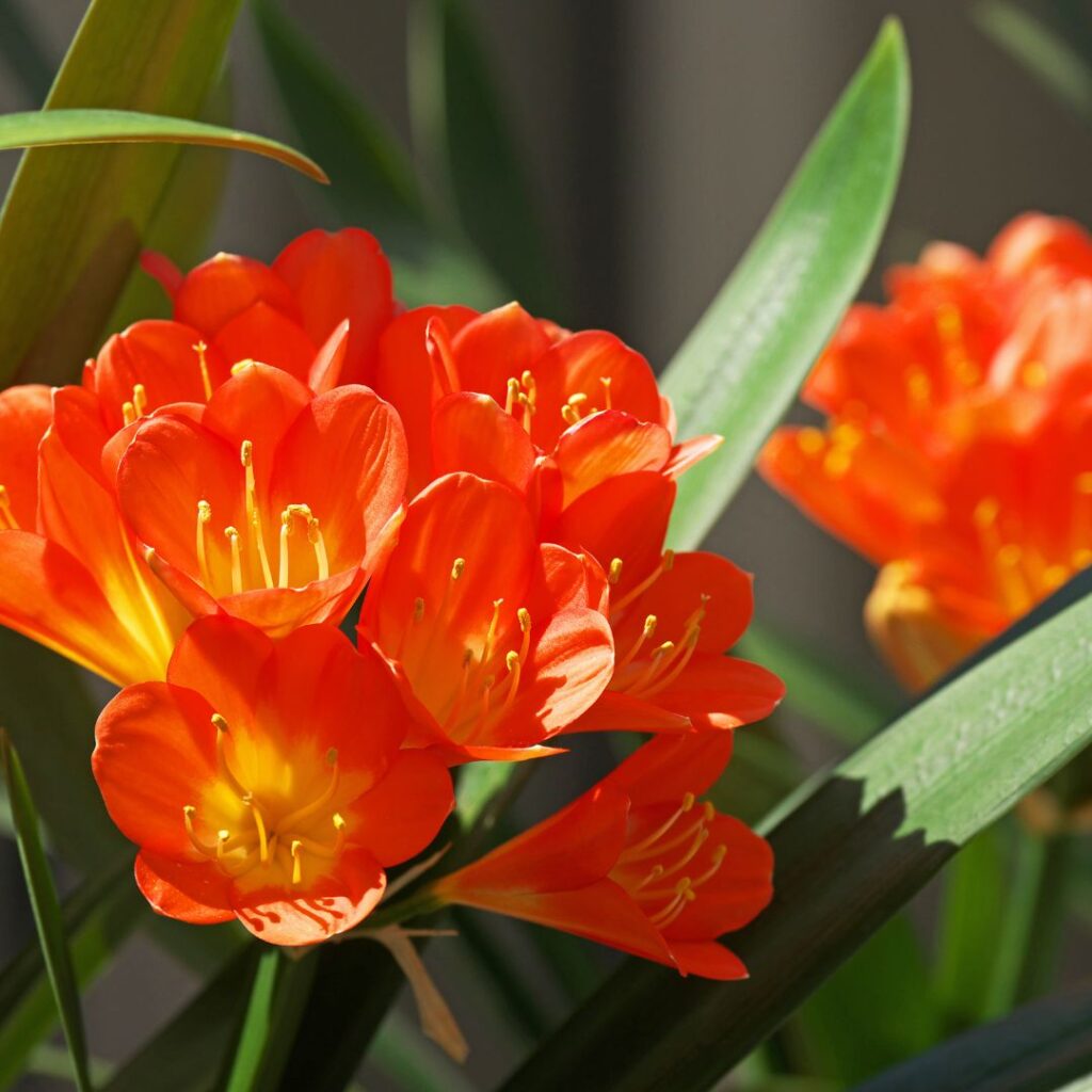 Clivia