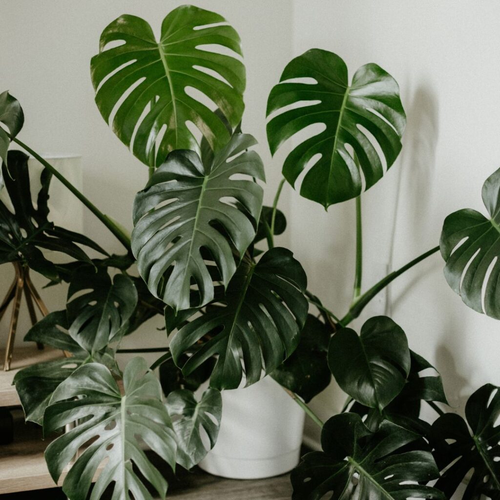 Monstera