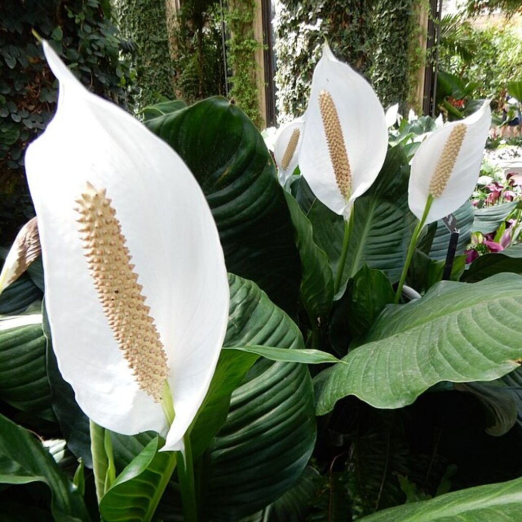 Spathiphyllum