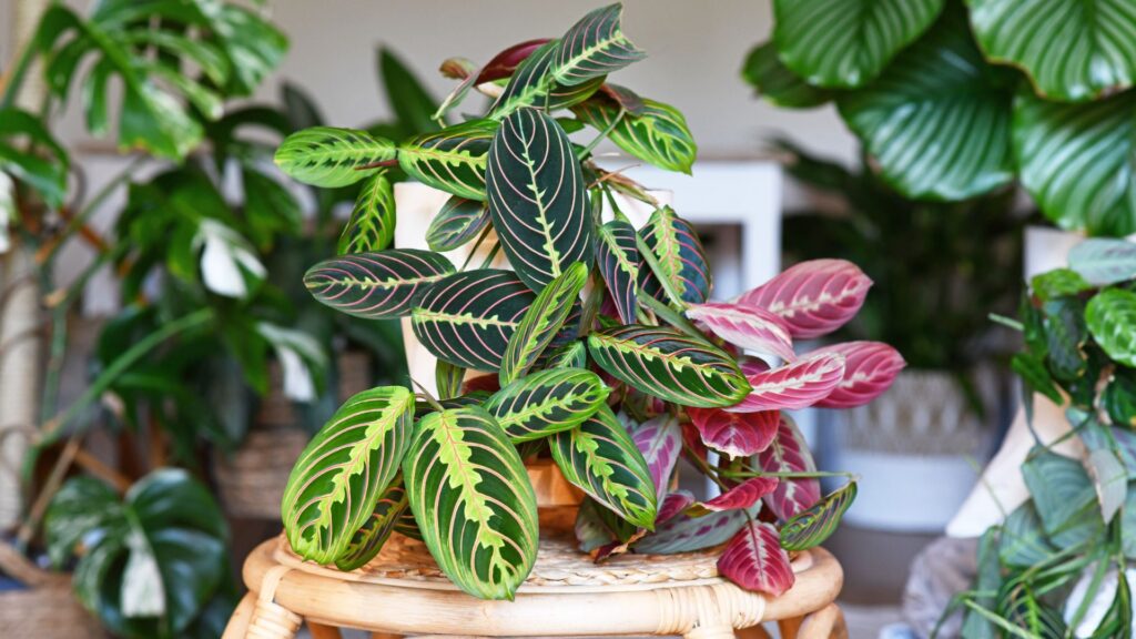 interior_facil_cuidar