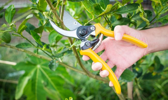 fertilizacion-y-mejora-del-suelo-7768447