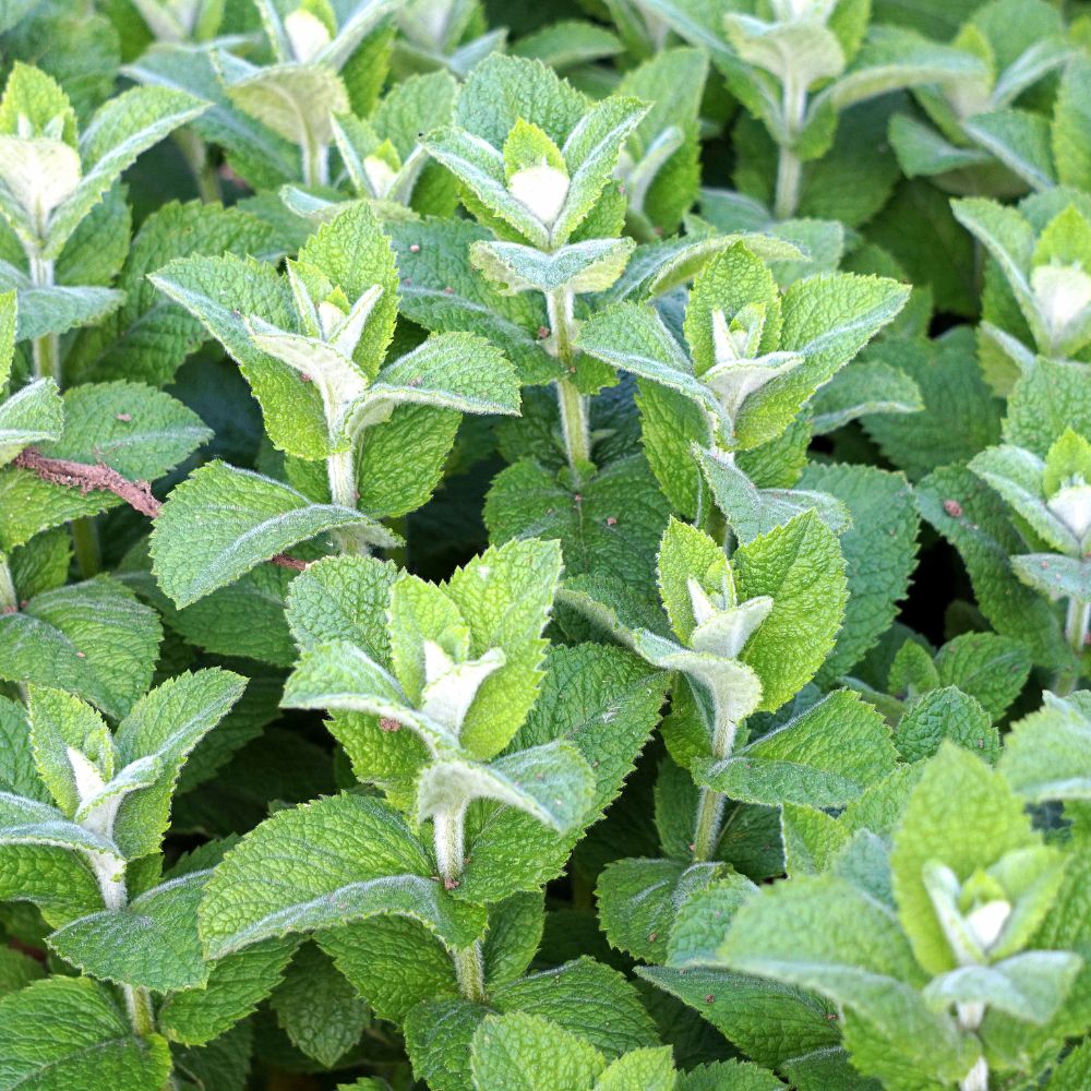 atraure-polinitzadors