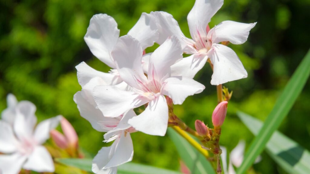 Nerium oleander