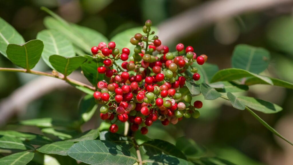 Pistacia lentiscus