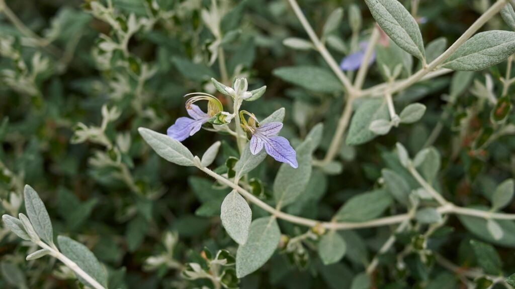 Teucrium
