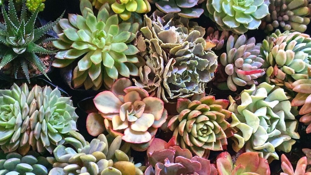 cactus i suculentes a estiu
