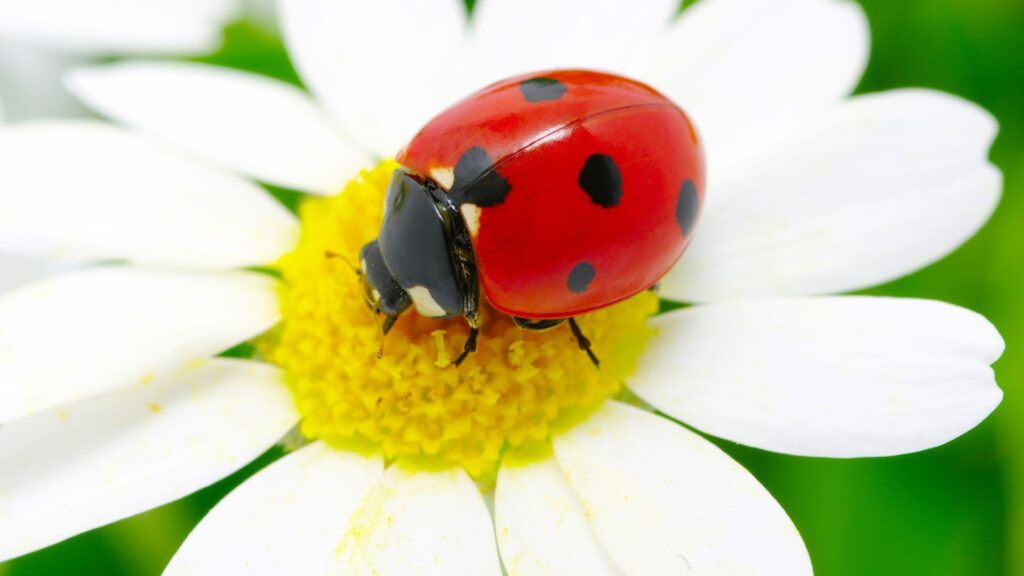 insectes