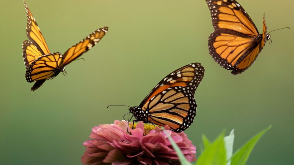 insectos