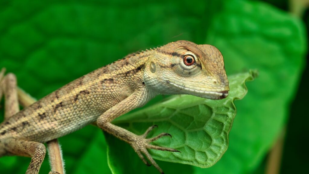 reptil