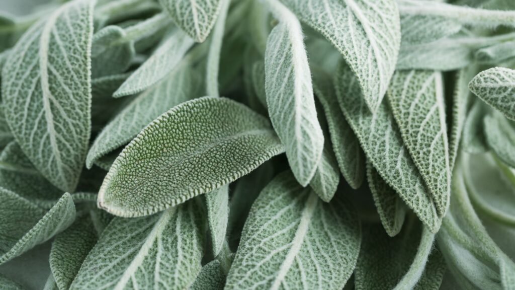 salvia