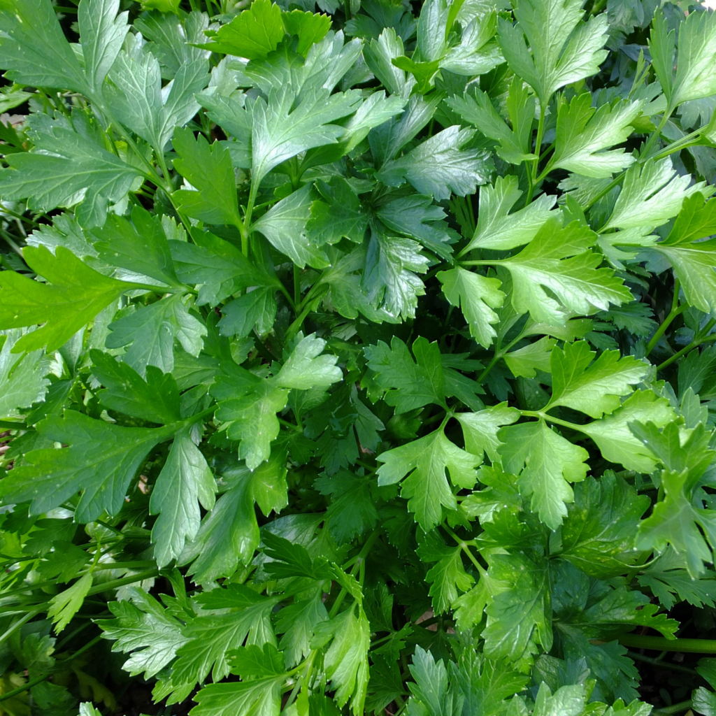 julivert
